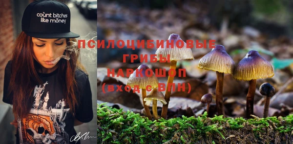 прущие грибы Алексеевка